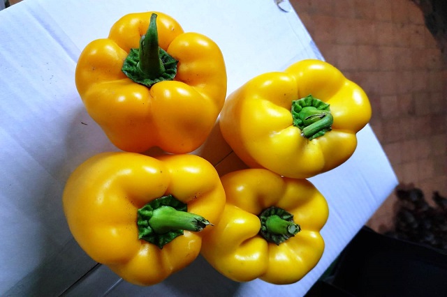 Bell Pepper  Yellow